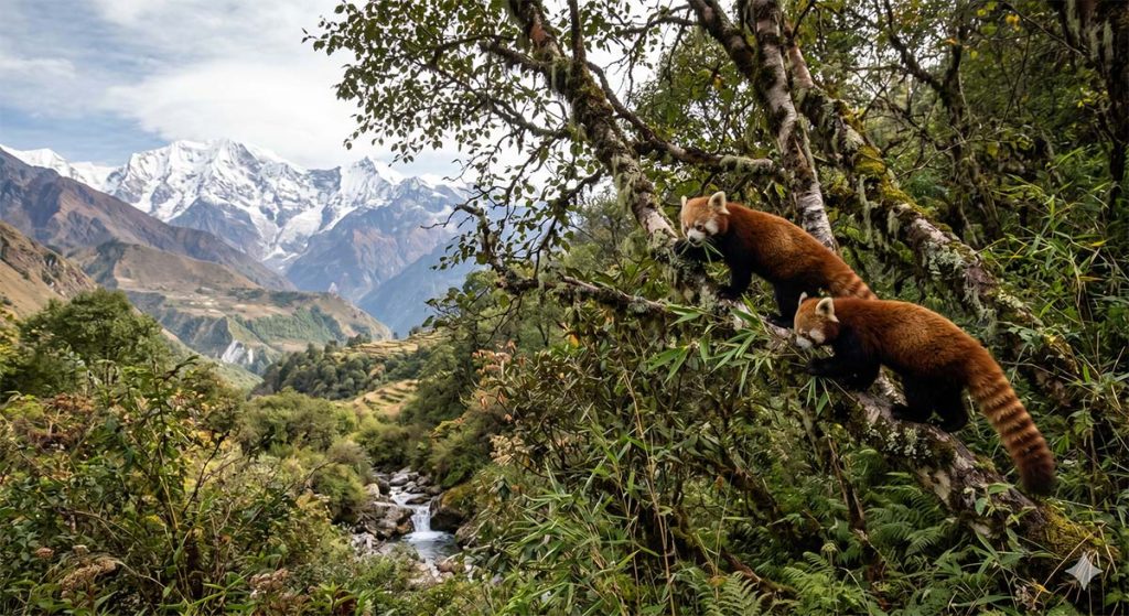 Langtang National Park wildlife