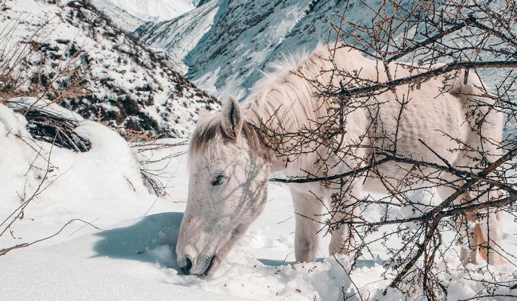 Langtang animal