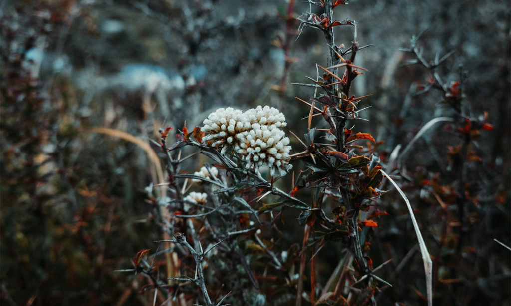Langtang flower