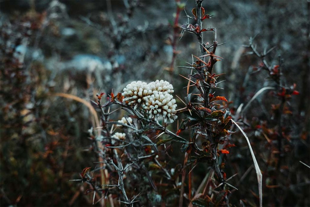 Langtang trek flower