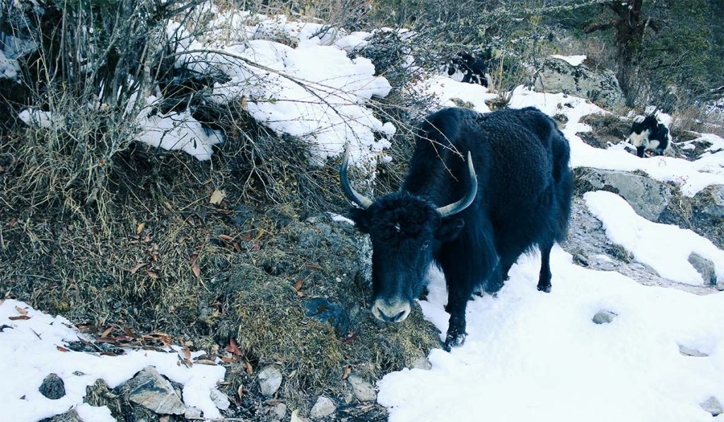 Langtang trek photo