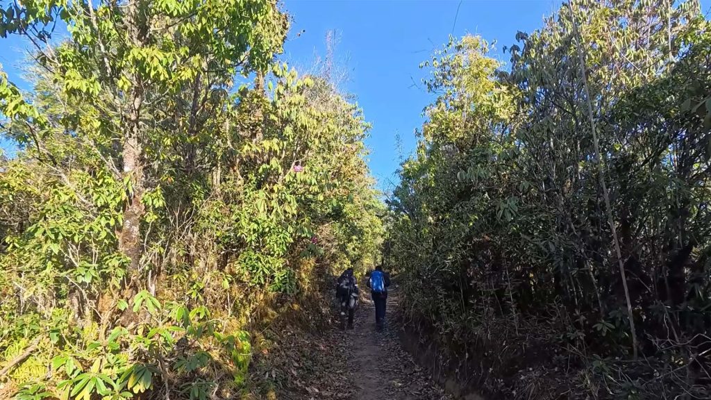 p trail 5