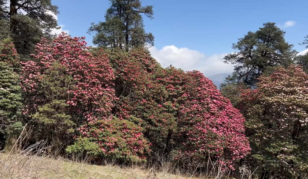 rhodo 1